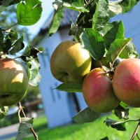 Appels